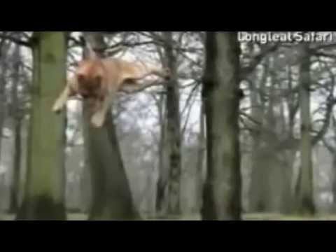 Lion flying on air,Lion predator flying at tree,Lion flying to kill(Original)