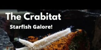 THE CRABITAT 3 – Several NEW STARFISH added, FEEDING and more.