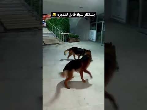 Mother and daughter play together mother dog and daughter dog play together enjoy fun cat cat fun to