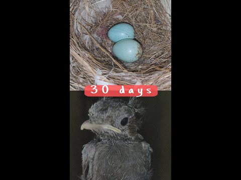 Black Robin (Rock Chat) Nestling || Part 2 || #birds