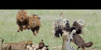Discovery The Powerful of Ostrich! Ostrich Save Her Baby From Cheetah, Lion, Hyenas, Monkey, Human36