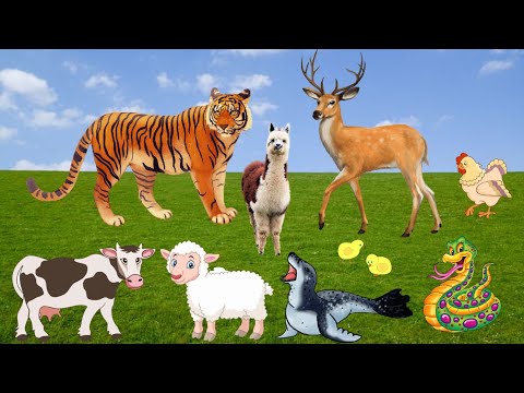 FARM ANIMAL ACTIVITY – TIGER, ALPACA, DEER, CHICKEN, COW, GOAT, SNAKE, ZEBRA..