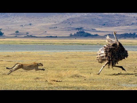 Cheetah vs Ostrich | Epic Battle | BE WILD