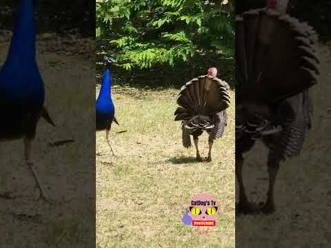 PEACOCK VS TURKEY FIGHT #shorts #peacock #fight #turkey #wildlife #slowmo #birds #wild #fighting