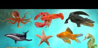 Learn Sea Animals Names in English – ENGLIZO