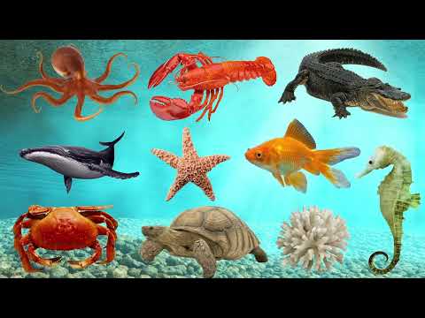 Learn Sea Animals Names in English – ENGLIZO