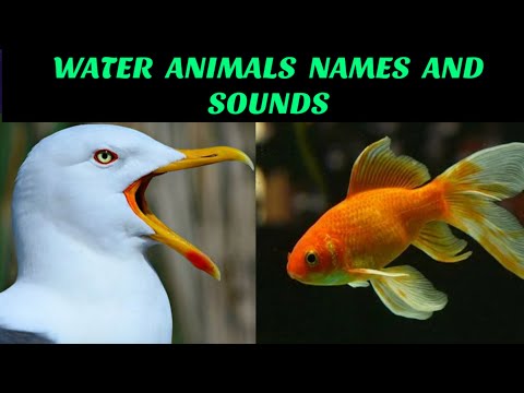 Sea Animals Names And Sounds
