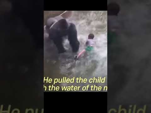 That was sad ~ Gorilla was killed #shorts #gorilla