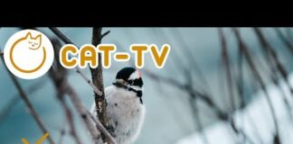 Winter Nature Videos for Cats – Entertainment For Kittens!