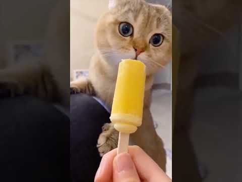 #cute & #funny | #cat | #video | #shorts