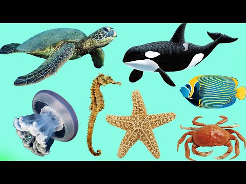 Sounds Animals ASMR | Animals in the Ocean