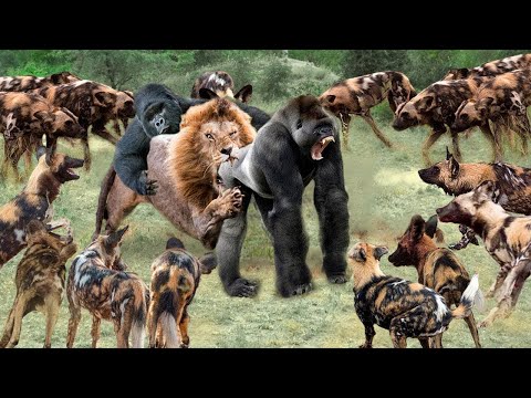 Gorilla vs Lion fight to the death, Wild Dogs outside benefit | Lion vs Baboon, Wild dogs