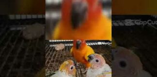 Beautiful Sunconore Parrot Feeding To Chicks