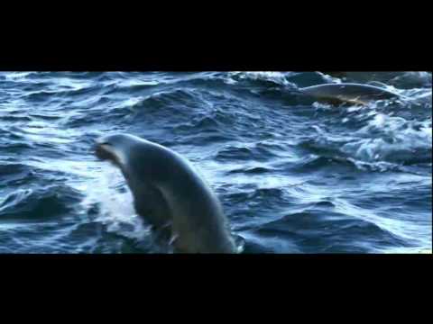 Great white shark grabs seal – amazing HD Quality footage  – Must See