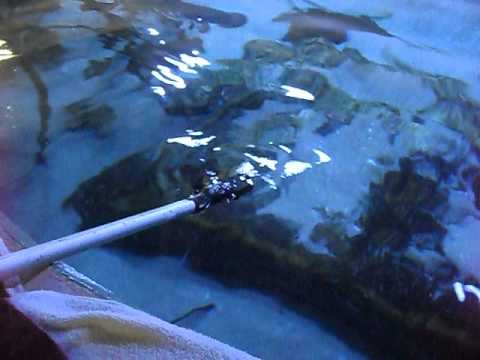Feeding sharks at The Florida Aquarium