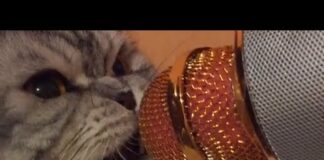 Ultimate Talking Cats | Funny Pet Compilation | The Pet Collective