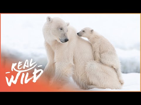 Cutest Animal Moments Compilation | Wild America | Real Wild