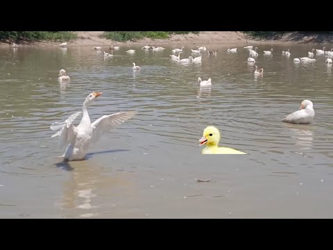 Ducks Swimming | Birds Animals Sounds | Funny Ducklings | Duck, Monkey, Cow, Gorilla, Rabbit, Pets