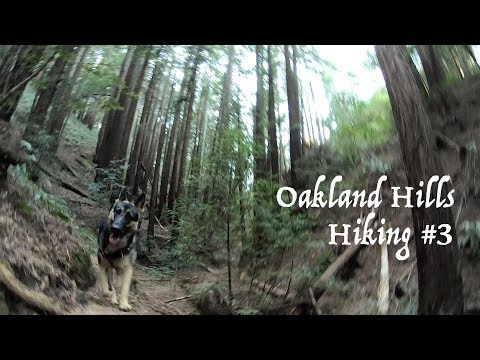 Hiking with a Dog Oakland Hills Hiking with German Shepherd Part 3 of 4