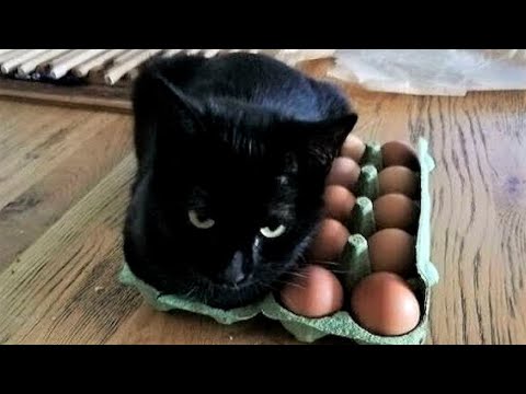 FUNNY CAT MEMES COMPILATION OF 2022 PART 25