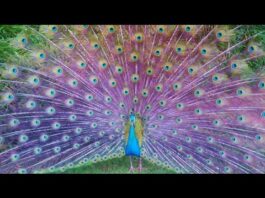 Amazing Beautiful Peacock