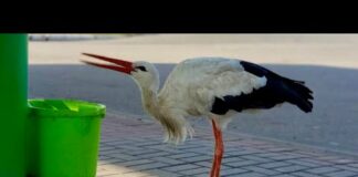 Funny stork drinking water at the gas station