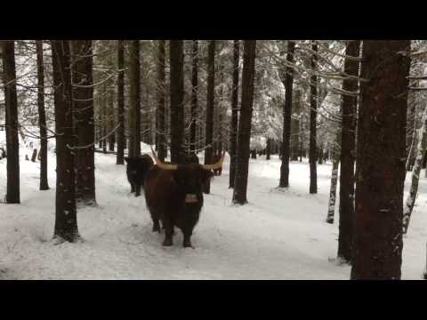 Scottish Highland Cattle In Finland: Forest adventure with fluffy cows.. and a cat in the tree