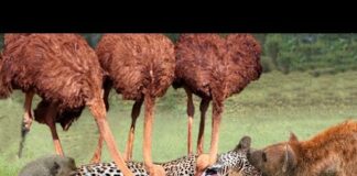Epic Battles Of Ostrich Destroy Brutal Predators – Ostrich vs Cheetah, Hyenas, Massai Aborigines
