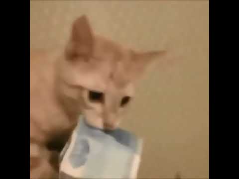 Cat funny animals video 2022 tiktokcat