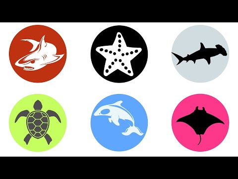 Ocean Animals : Shark, Orca Whale, Hammerhead Shark, Star fish, Sea Turtle, Stingray, Squid, Dolphin