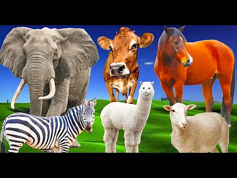 Animal – elephant, cow, horse, goat, giraffe Animal sounds