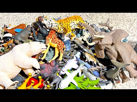 Animals – Shark, Ostrich, Elephant, Hammerhead Shark, Rhino, Hippo, Giraffe,  Flamingo, Macaw, Pig