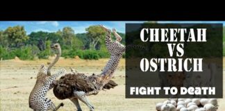 Cheetah Vs Ostrich Fight To Death | Ostrich Fail To Protect Her Eggs From Animal Hunting