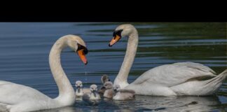 Swan Happy Family In The Lake | Beautiful Swan | Amazing Nature | Happiness | Relaxation | Swimming