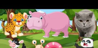 Zoo Adventures with animals Zoo LifeBehind the Scenes of Animals @animal30min