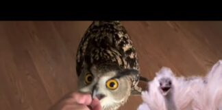 Do Owls Bite Worse Than Kevin?