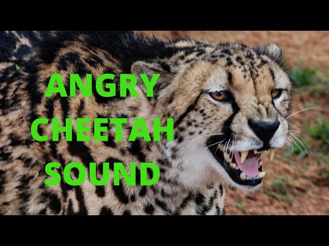 ANGRY CHEETAH SOUND, Animal sounds, jungle animal sounds, wild animal sounds, wild life, animals