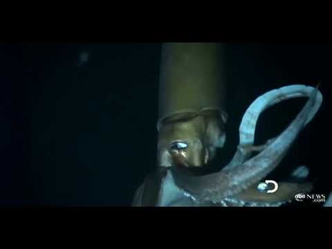 Giant Squid Caught on Tape for First Time for Discovery Channel’s ‘Monster Squid: The Giant Is Real’