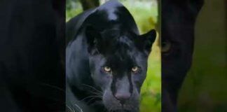 Black Panther 🖤|Big cat family #blackpanther #wildlife #nature #viral #shortsvideo #trending #shorts