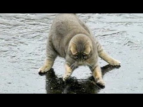 You will LAUGH SO HARD that YOU WILL FAINT – FUNNY CAT compilation
