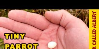 The Smallest Parrot you have ever seen – Tiny egg rescue