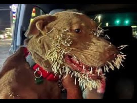 Wild Animals Worst Moments! Stupid Dogs Provoking Porcupine & How It Ends