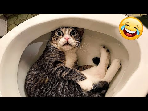 Try Not To Laugh Animals : 1 Hour of Funniest Cat Videos #24 | Funny Animal Videos