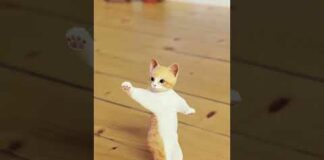 Funny Cat Dance 🤣🤣🤣🤣
