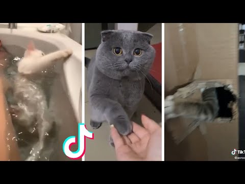 Cats Doing Funny Things Compilation ~ Cats being… CATS #shorts