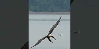 Amazing footage – Hungry bald eagle glides in and snatches a fish from a bed of sea lettuce.