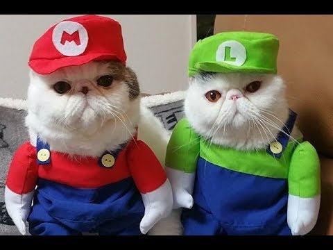 Cats Falls Compilation – Super Mario Bros Style