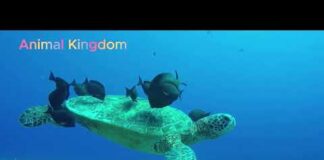 🌊🔍”Ocean Enigmas: Unraveling the Secrets of Deep-Sea Creatures” 🌊🔍
