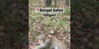 Bengal Safari | Siliguri | Cheetah Spotted 🐆🐆