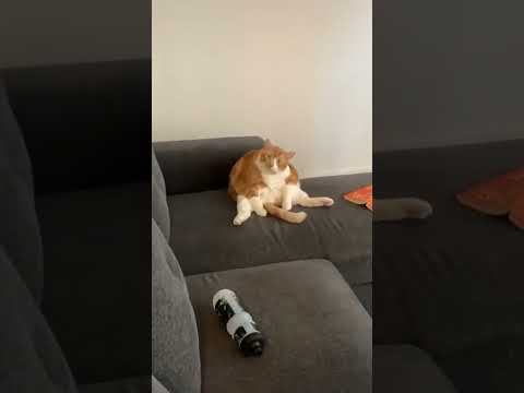 Try Not To Laugh – Funny Cat & Dog Video 8 #shorts